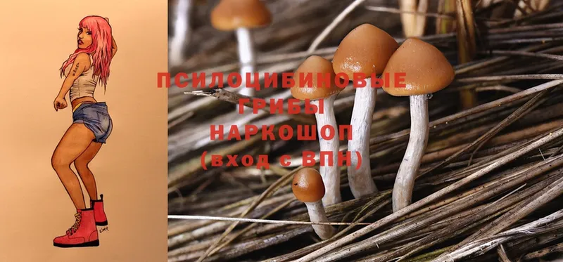 Галлюциногенные грибы Psilocybe  Зеленодольск 